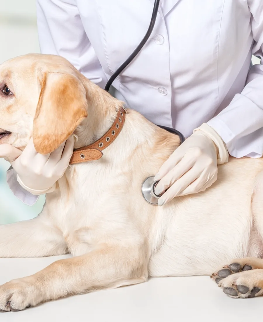 A yellow labrador being examined with a stethoscope
