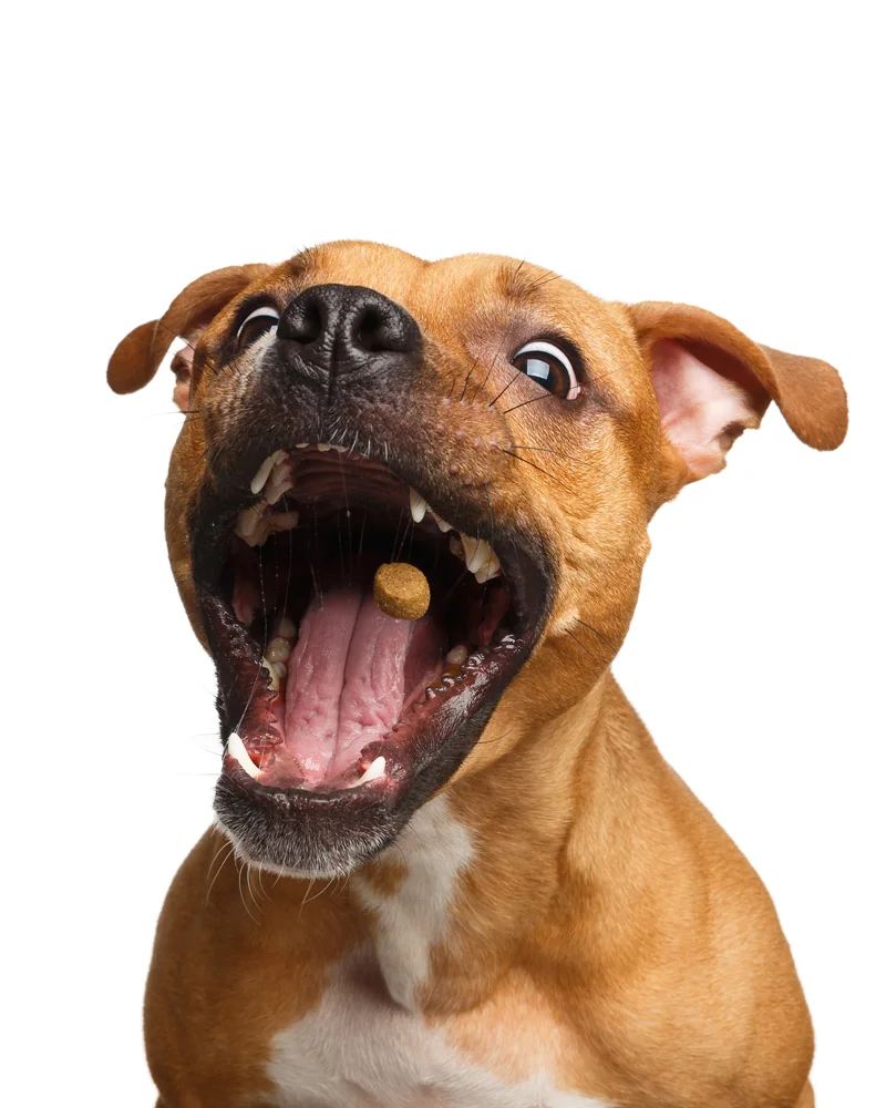 A happy dog catching a treat mid-air