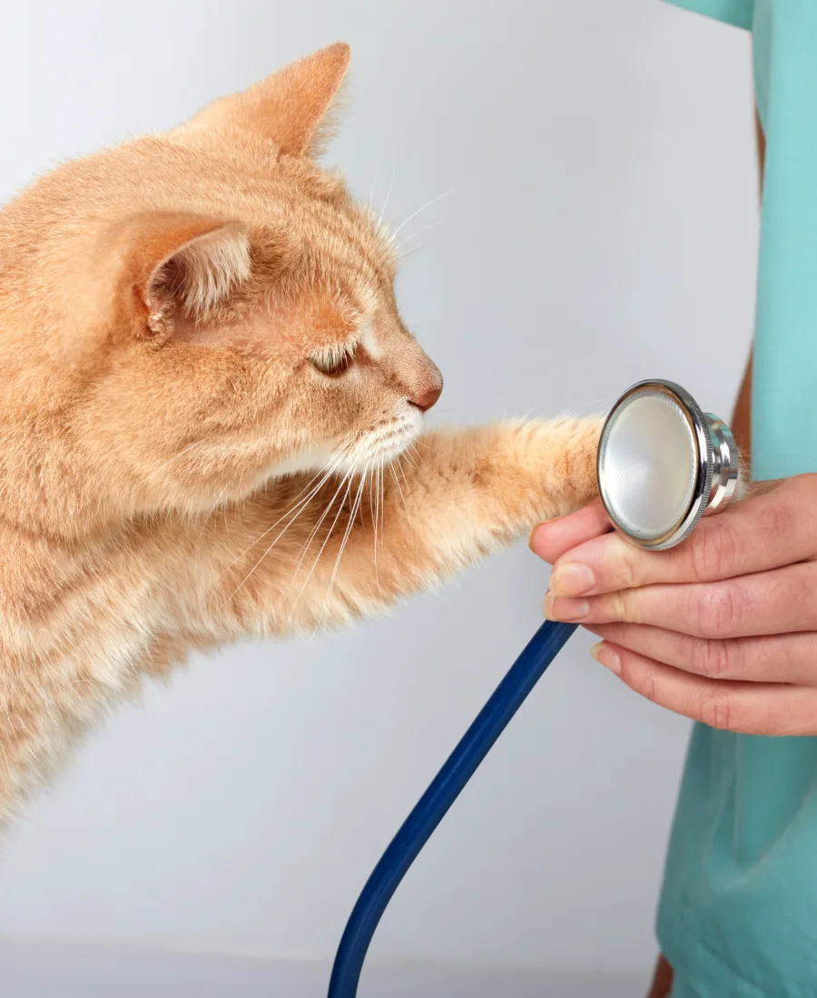 A ginger cat reaching a paw toward a veterinarian’s stethoscope
