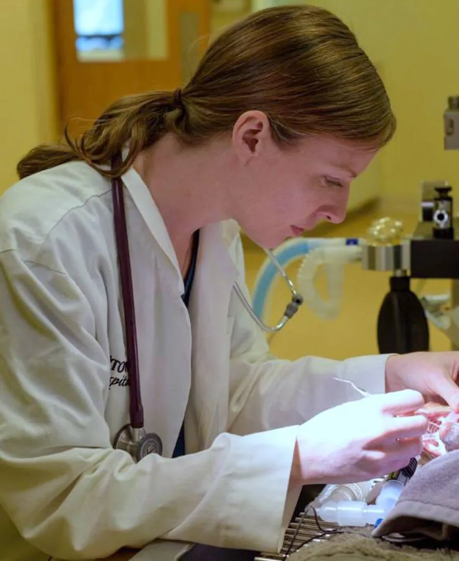 A South Town veterinarian working in the surgical suite