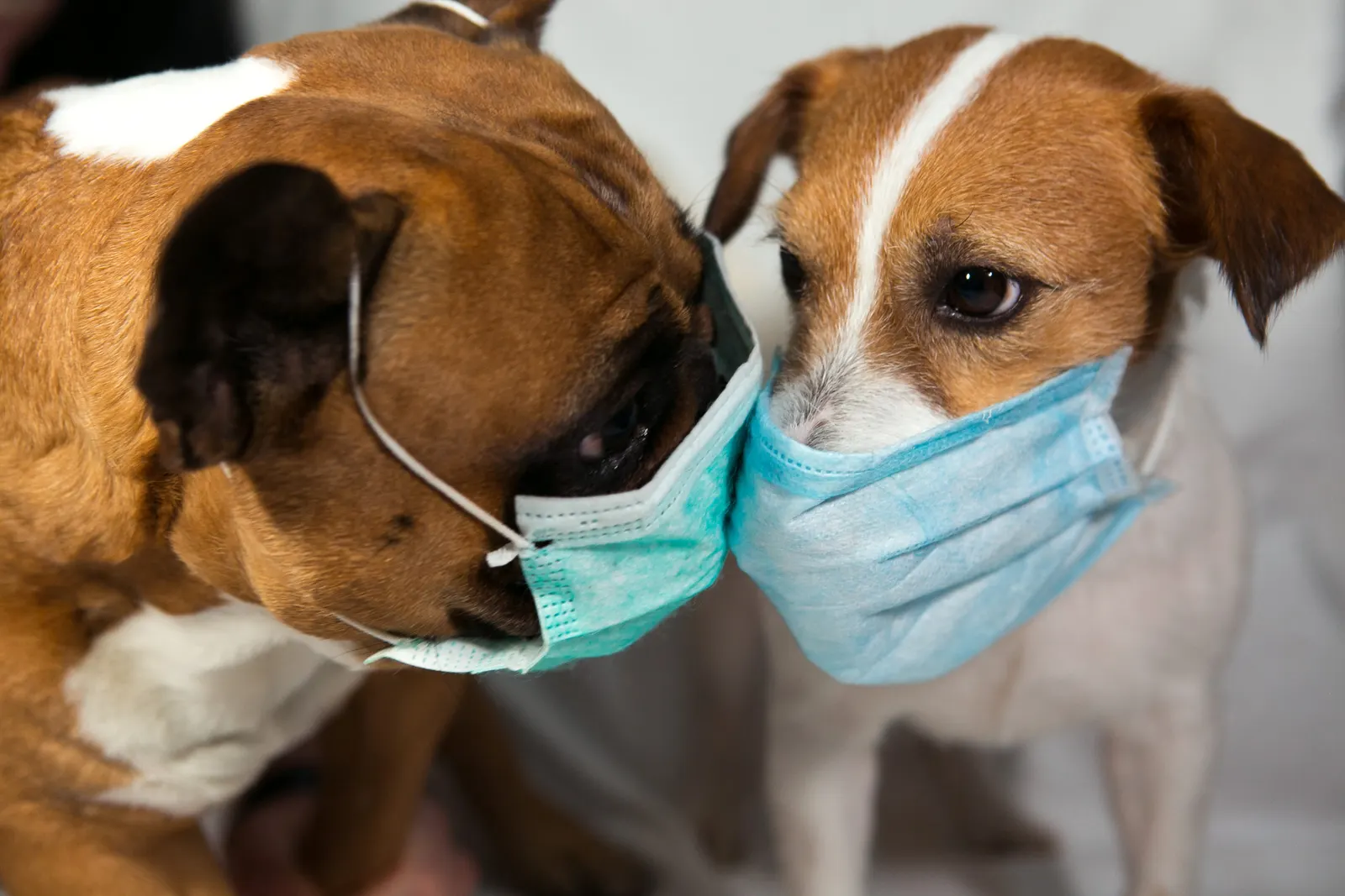 2 dogs with mask