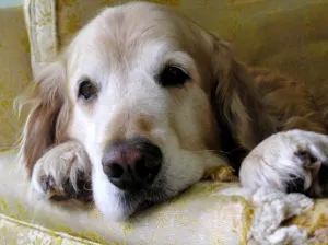 Sick Dog