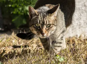Ferral Cat