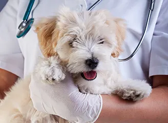 Medical and Preventative Health
