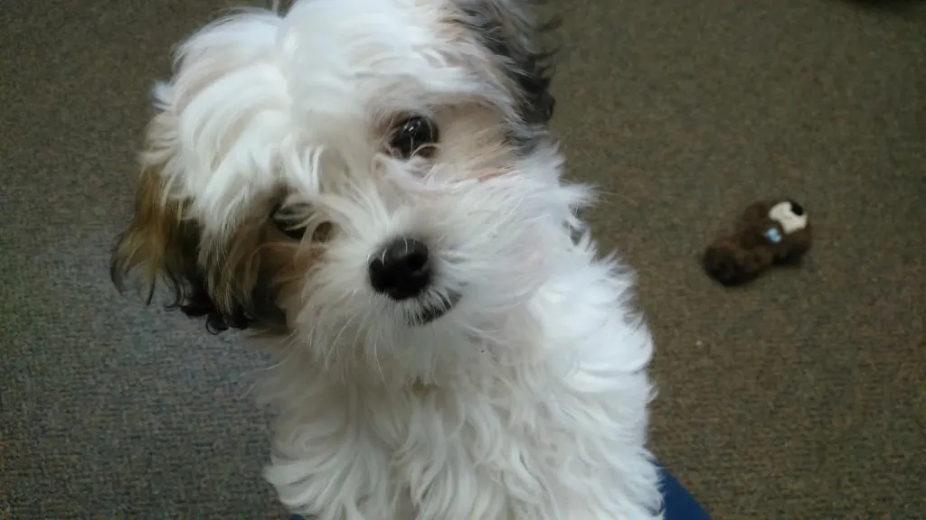 Dog named Fozzie