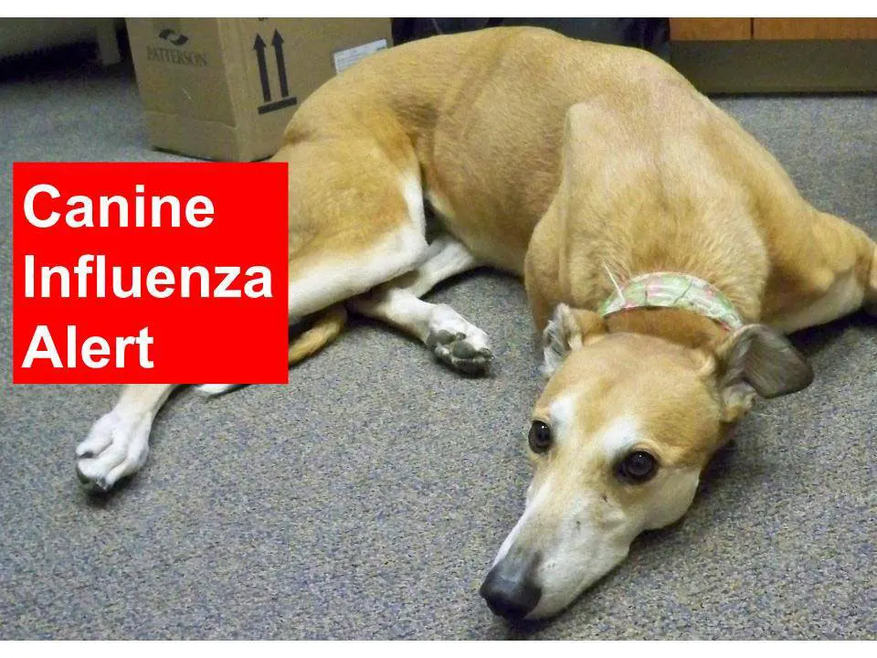 Canine Influenza