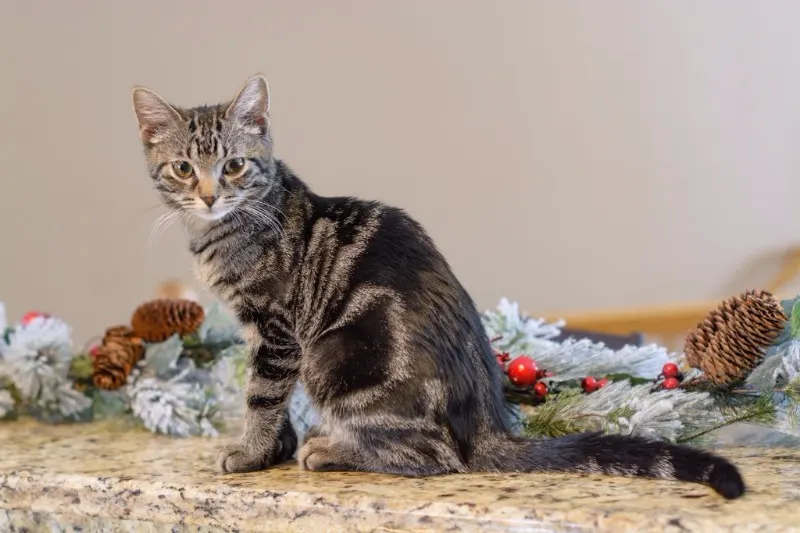 Cooper the Cat