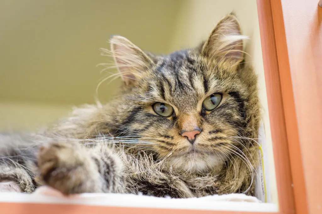 Cat named Rusty