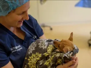 Vet Tech Holding dog