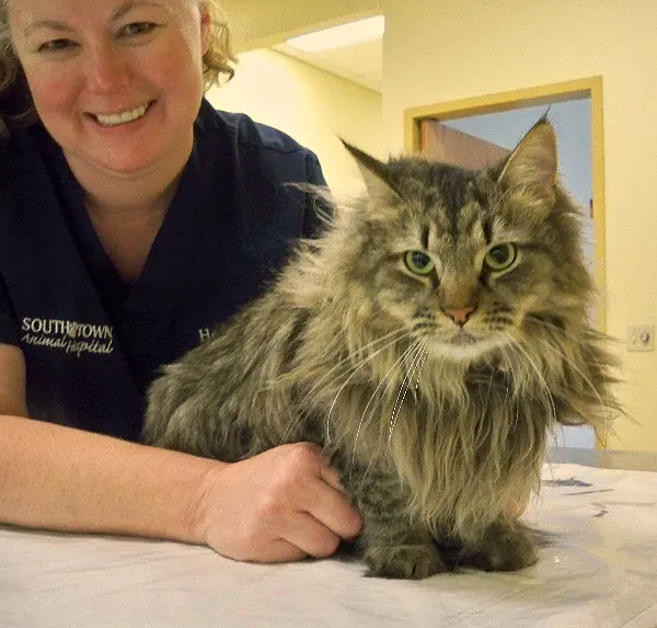 Vet Tech and cat