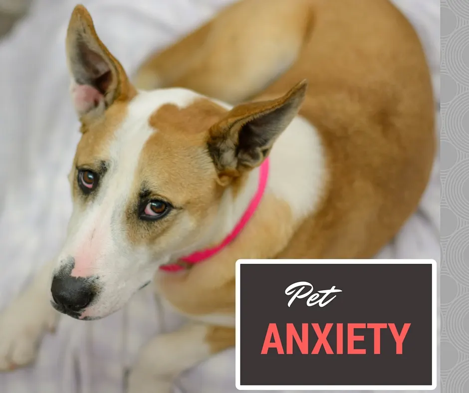Pet anxiety