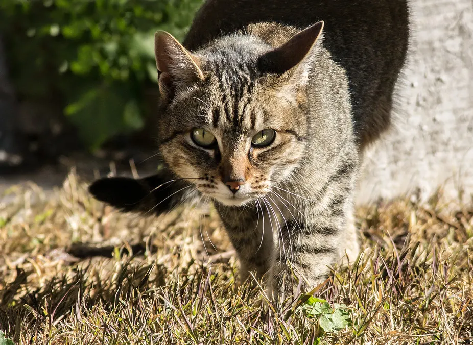 Ferral Cat