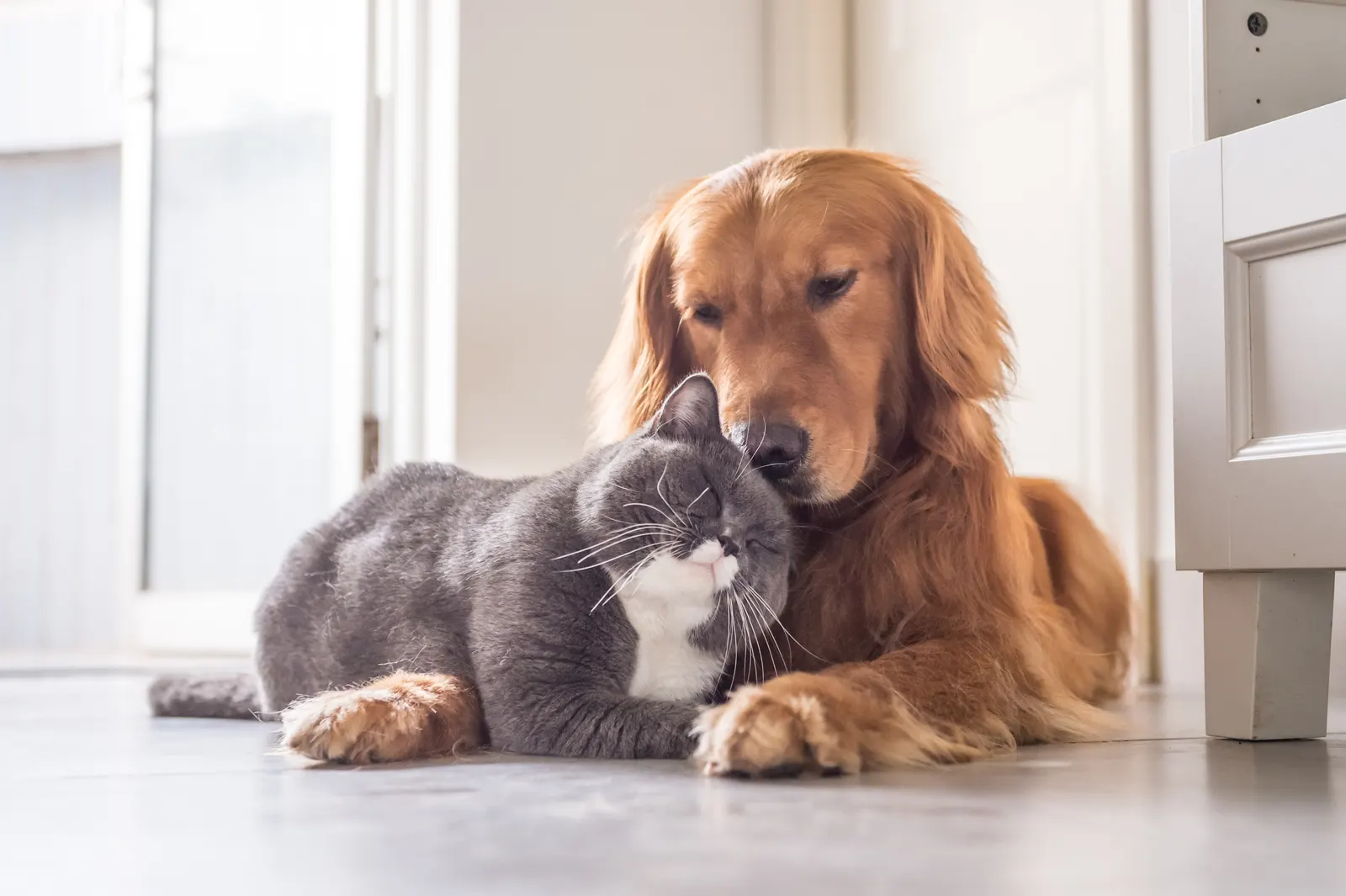 A cat and a dog snuggled together